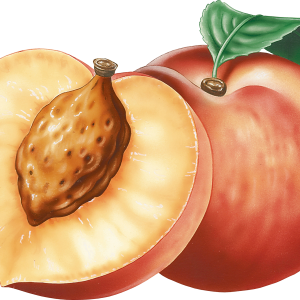 Peach PNG image