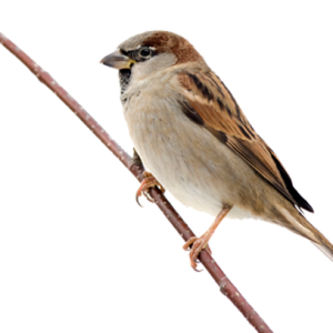 Sparrow PNG