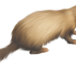 Ferret PNG