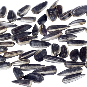 Sunflower seeds PNG