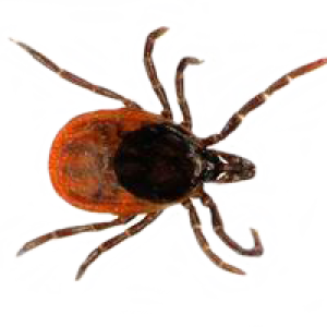 Tick insect PNG