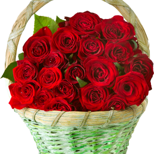 Rose PNG