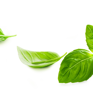 Basil PNG