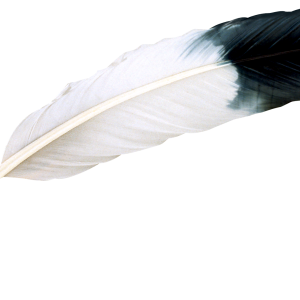 Feather PNG