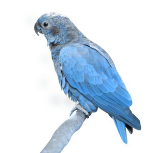 Blue parrot PNG image, free download
