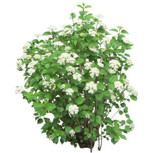 Bush PNG image
