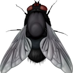 fly PNG image