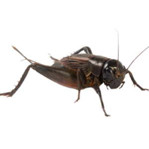 Cricket insect PNG