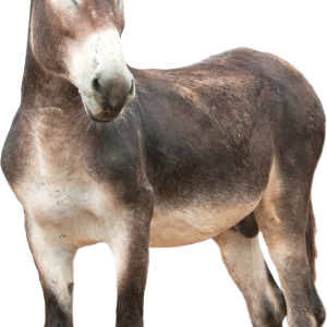 Donkey, ass PNG