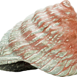 Seashell PNG