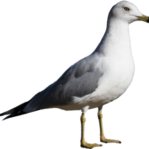 Gull PNG