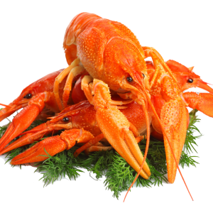 Lobster PNG