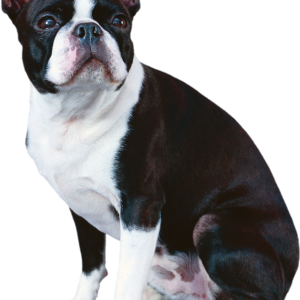 Bulldog PNG