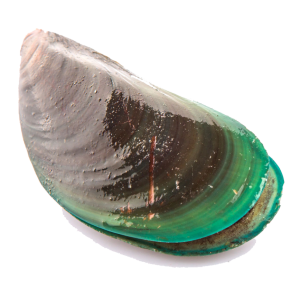 Mussel PNG