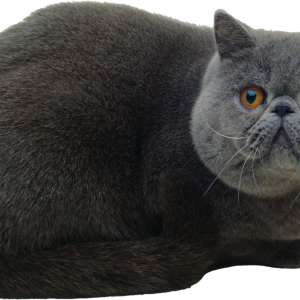 Cat British Shorthair PNG