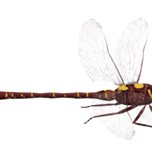 Dragonfly PNG
