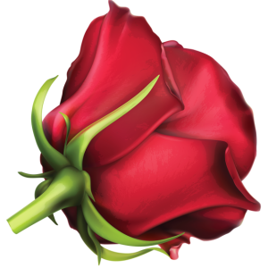 Rose PNG