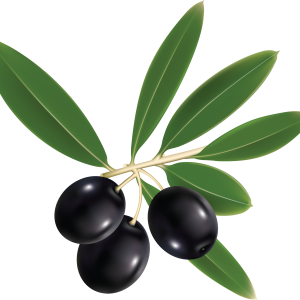 Olive PNG