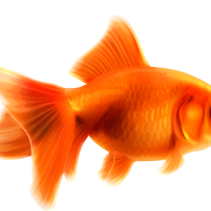 Goldfish PNG
