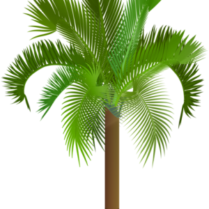 Palm tree PNG