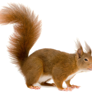 Squirrel PNG