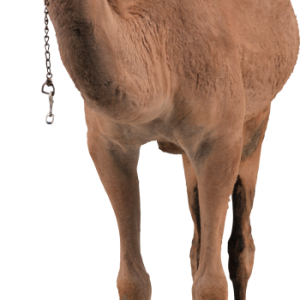 Camel PNG