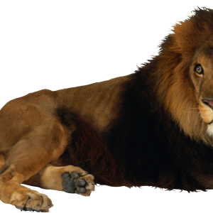Lion PNG image