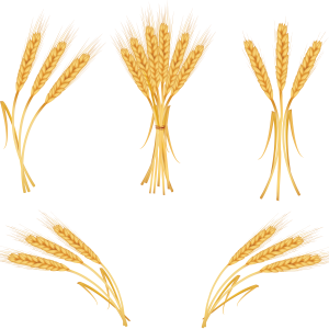 Wheat PNG