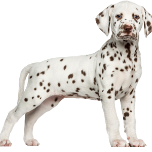 Dalmatian PNG puppy