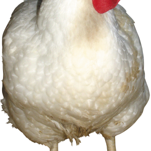 white chicken PNG image