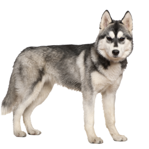 Husky PNG