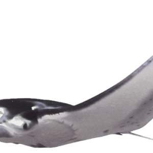 Stingray PNG