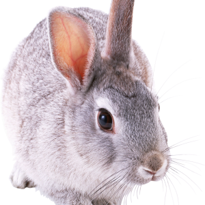 Rabbit PNG image