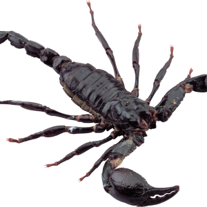 Scorpion PNG