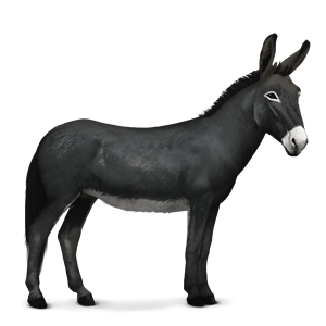 Donkey, ass PNG