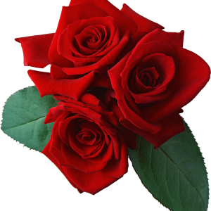 Rose PNG