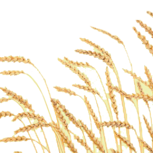 Wheat PNG