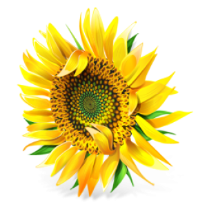 Sunflower PNG