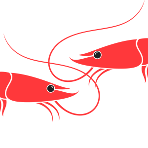 Shrimp PNG image