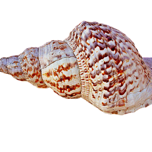 Conch PNG