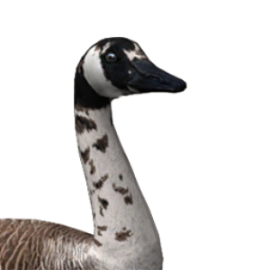 Goose PNG