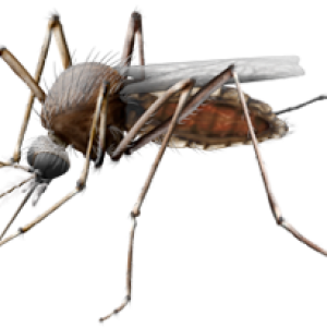 Mosquito PNG