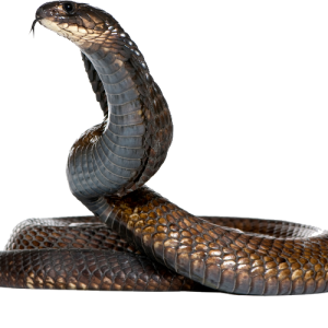 Cobra PNG