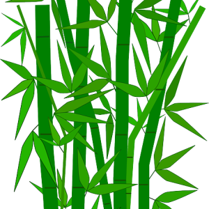 Bamboo PNG