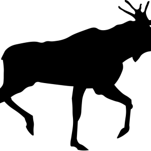 Moose, elk PNG
