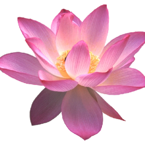 Lotus flower PNG