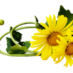 Dandelion PNG