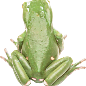Frog PNG