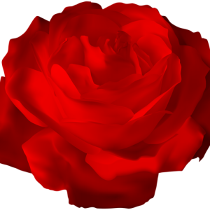 Rose PNG