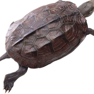 Turtle PNG